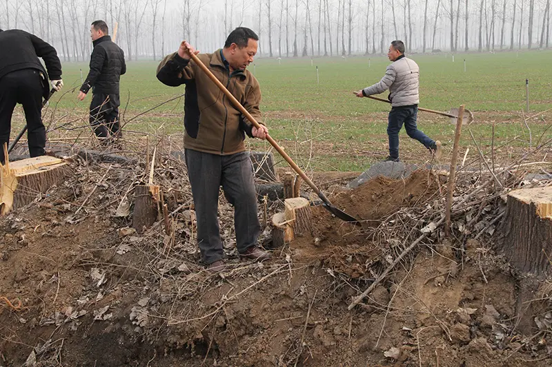 博農(nóng)集團(tuán)領(lǐng)導(dǎo)、基層黨政負(fù)責(zé)人等同志積極參加植樹活動(dòng)